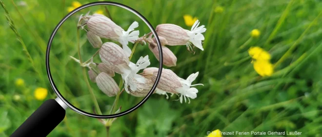 natur-fotos-bayern-privatdetektiv-werden-deutschland-lupe-spurensuche